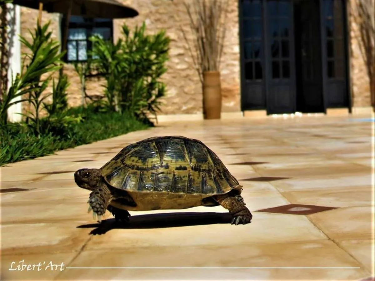 Libert'Art Hotel Essaouira Guest house